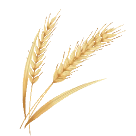 芒种麦子小麦麦穗黄色gif图素材