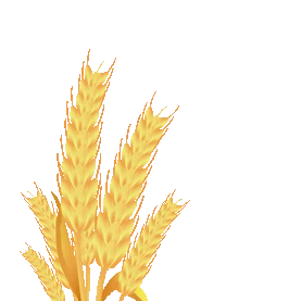 芒种金色麦穗小麦麦子麦芒随风飘动gif图素材