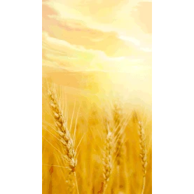 芒种小麦麦田麦穗实景竖版视频背景海报gif图素材