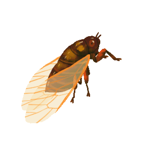 夏天昆虫知了扇动翅膀可爱棕色gif图素材