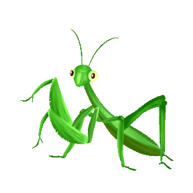 昆虫螳螂绿色gif图素材