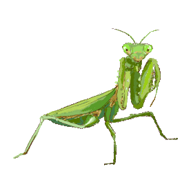 夏天昆虫螳螂卡通gif图素材