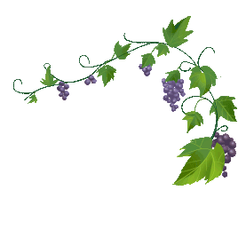 葡萄藤上的葡萄水果绿色 动图gif