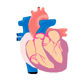 医学人体器官心脏跳动gif图素材