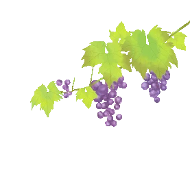 水果葡萄藤葡萄藤叶树枝藤蔓植物紫色gif图素材图片