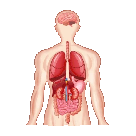 医疗人体器官上半身器官结构gif图素材