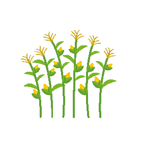 玉米植物生长摇晃gif图素材