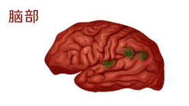 医疗大脑脑部脑人体器官 动图gif
