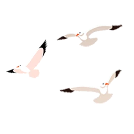 小鸟海鸥飞行飞鸟gif图素材