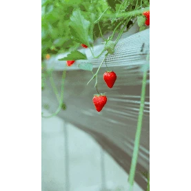 清新文艺草莓实景竖版视频背景彩色动图gif