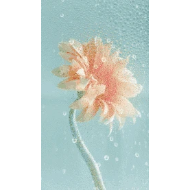 文艺清新花朵水滴实景竖版视频背景海报动图gif