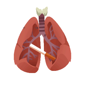 医疗人体组织器官肺部病变医学科普污染吸烟有害身体健康gif图素材