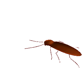 棕色昆虫蟑螂gif图素材