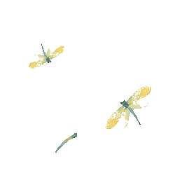 夏天昆虫蜻蜓飞舞gif图素材