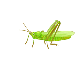 绿色昆虫草蜢绿色gif图素材