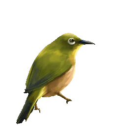 鸟黄鹂跳动gif图素材