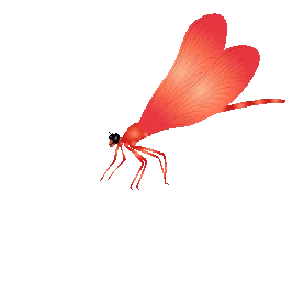 蜻蜓昆虫红色gif图素材