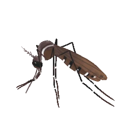大蚊子黑色夏天昆虫gif图素材