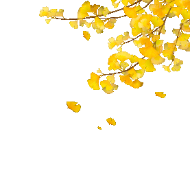 秋天银杏叶飘落唯美金黄色gif图素材