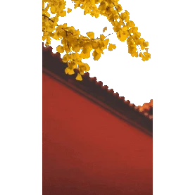 秋天银杏红墙实景竖版视频背景海报gif图素材