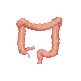 医疗人体组织器官大肠盲肠阑尾局部示意图卡通动图gif