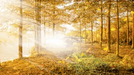 秋天树林阳光风景实景视频背景gif图素材图片