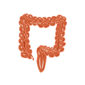 人体器官肠子粉色gif图素材