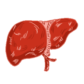 医学人体器官肝脏红色gif图素材