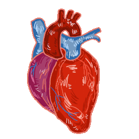 医疗人体器官心脏红色gif图素材