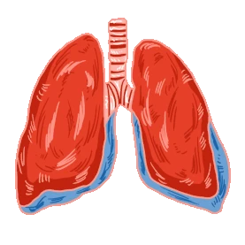 医疗人体器官肺脏红色gif图素材