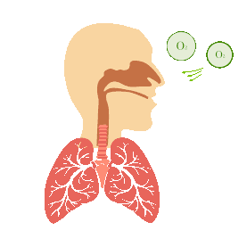 人体器官肺部呼吸gif图手绘gif图素材图片