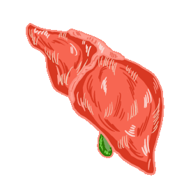人体器官肝胆红色gif图素材图片