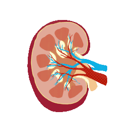 人体组织器官肾脏gif图素材
