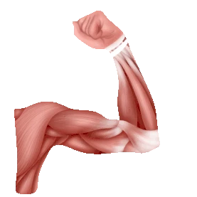 人体医疗组织器官人体手部肌肉卡通动图gif