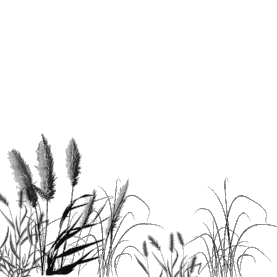 植物芦苇荡灌木丛野草水墨中国风gif图素材图片
