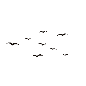 黑色海鸥飞行简约黑色gif图素材