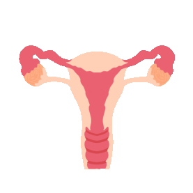 医疗人体器官女性子宫gif图素材
