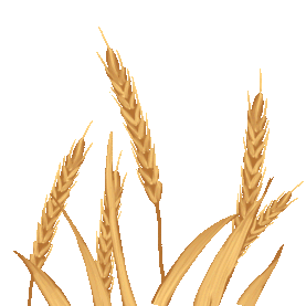 农作物秋天丰收金色小麦仿真写实gif图素材