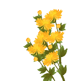 秋天秋季菊花花束大菊摇摆黄色gif图素材图片