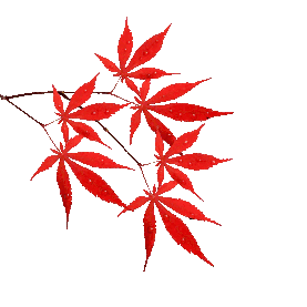 寒露节气二十四节气红枫枫叶秋天gif图素材图片