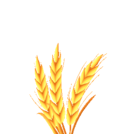 秋天丰收农业小麦麦穗gif图素材图片