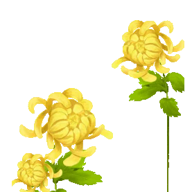 菊花中国风黄色赏菊花朵花秋天gif图素材