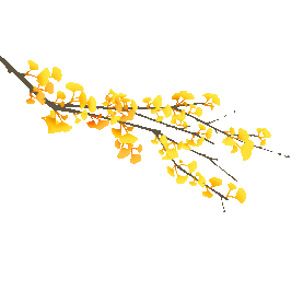 秋天秋季植物银杏树秋叶落叶树叶飘落黄色gif图素材