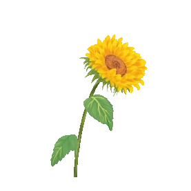 植物向日葵黄色花朵花gif图素材