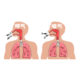 呼吸循环方式人体gif图素材