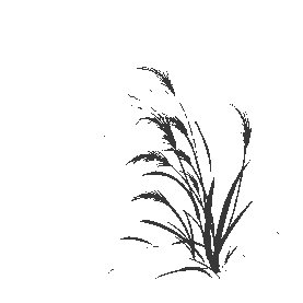 水墨芦苇中国风写意植物gif图素材图片