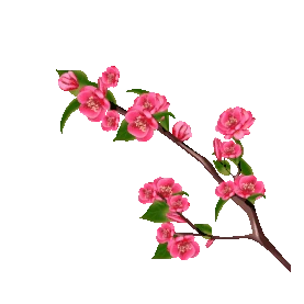 红色海棠花花朵花树枝gif图素材