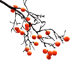 冬天霜降柿子树中国风gif图素材图片