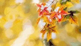 冬天冬季枫叶实景黄色视频背景gif图素材