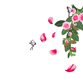 春天春季立春红色蔷薇花玫瑰植物花卉花瓣蝴蝶gif图素材图片